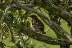 Turdus philomelos clarkei