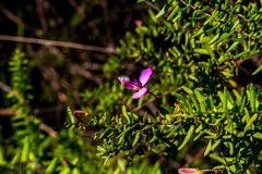 Polygala gazensis