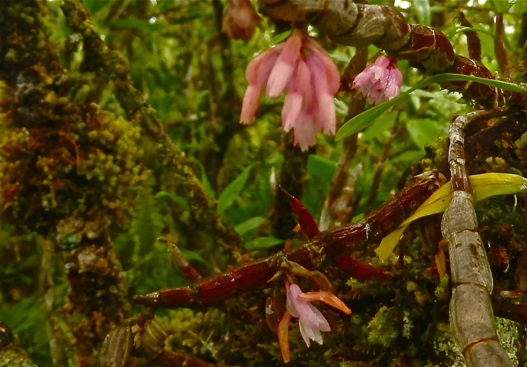 Dendrobium catillare Rchb.f.