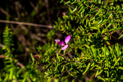 Polygala gazensis