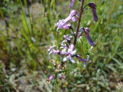 Cyphia bulbosa