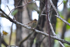 Emberiza variabilis