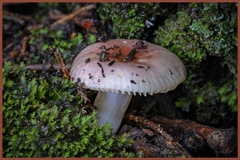 Russula sororia