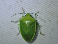 Glaucias