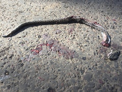 Crotalus polystictus