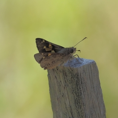 Trapezites phigalioides