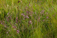 Syncolostemon ramulosus