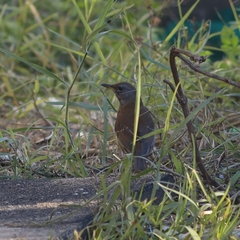 Turdus pallidus
