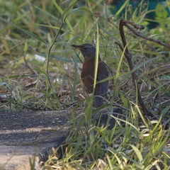 Turdus pallidus