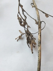 Chenopodium ucrainicum