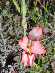 Gladiolus meliusculus