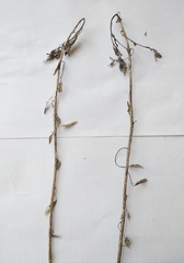 Chenopodium ucrainicum