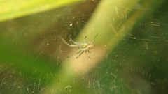 Cyrtophora cicatrosa