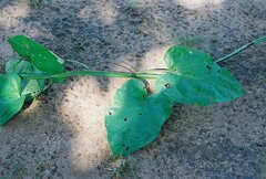 Cissus quadrangularis