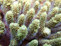 Acropora millepora