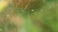 Cyrtophora cicatrosa