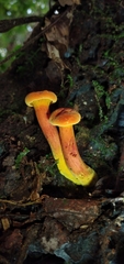 Erythrophylloporus