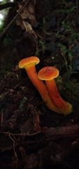 Erythrophylloporus