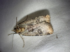 Epilecta linogrisea