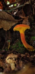 Erythrophylloporus