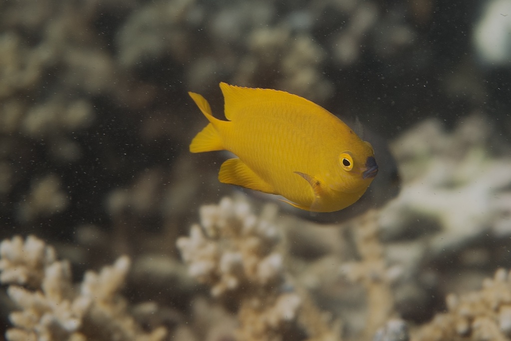 Blacklip Damsel