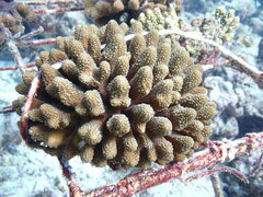 Acropora gemmifera