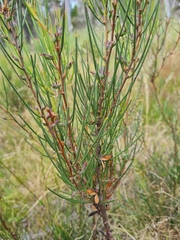 Hakea microcarpa