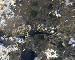 Bathygobius cocosensis