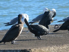 Phalacrocorax carbo hanedae