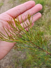 Hakea microcarpa