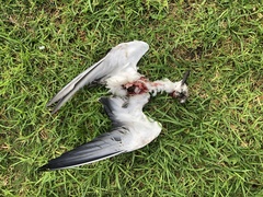 Onychoprion anaethetus