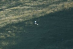 Sterna striata striata