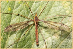 Tipula jocosa