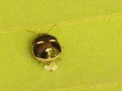 Plataspidae
