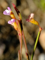 Muraltia pauciflora