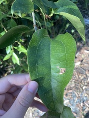 Smilax australis