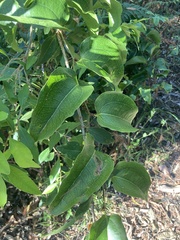 Smilax australis