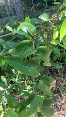 Smilax australis