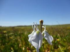 Moraea tripetala