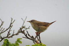 Helopsaltes ochotensis