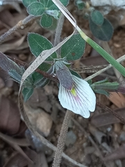 Blepharis maderaspatensis