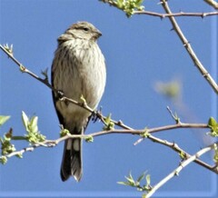 Catamenia analis