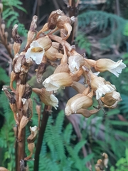 Gastrodia procera