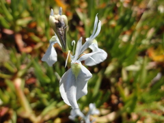 Moraea tripetala