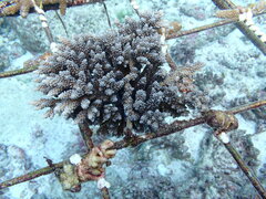 Acropora tenuis