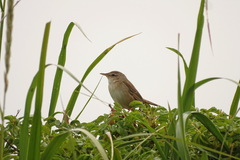 Helopsaltes ochotensis