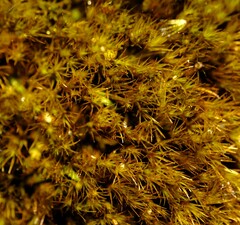 Campylopus atroluteus