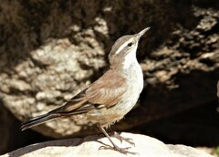 Cinclodes albiventris