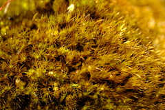 Campylopus atroluteus