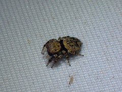 Carrhotus